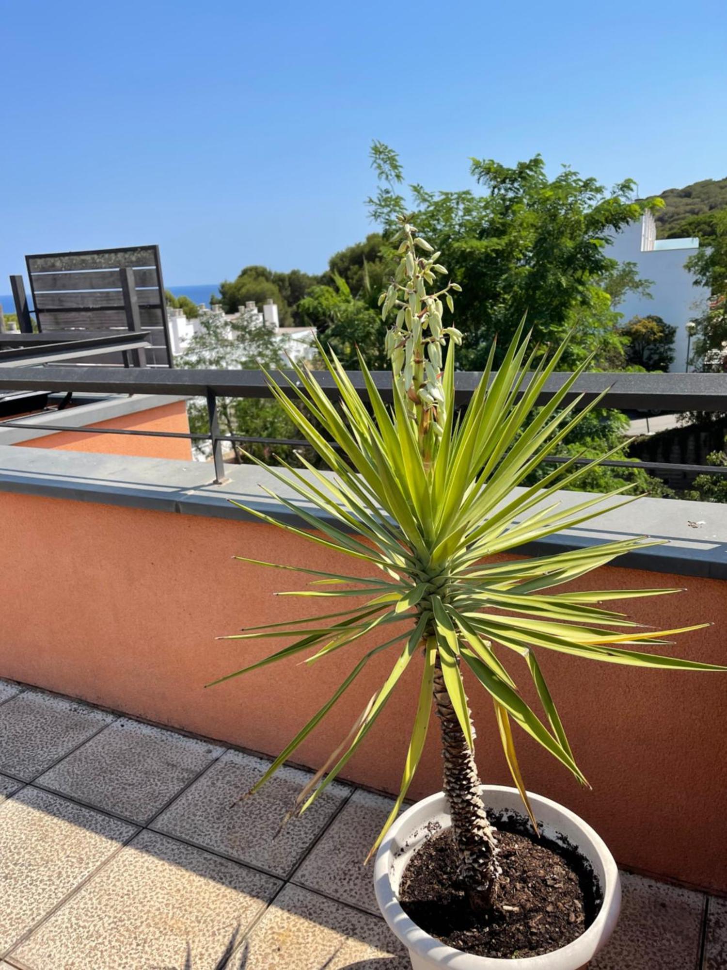 Sunny Sa Boadella Big Solarium Sea View Appartement Lloret de Mar